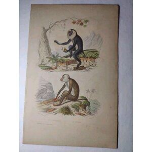 Antique Buffon Engraving Hand- Colored Monkeys 'Le Maimon' 'L' Ouanderou' 10x7"